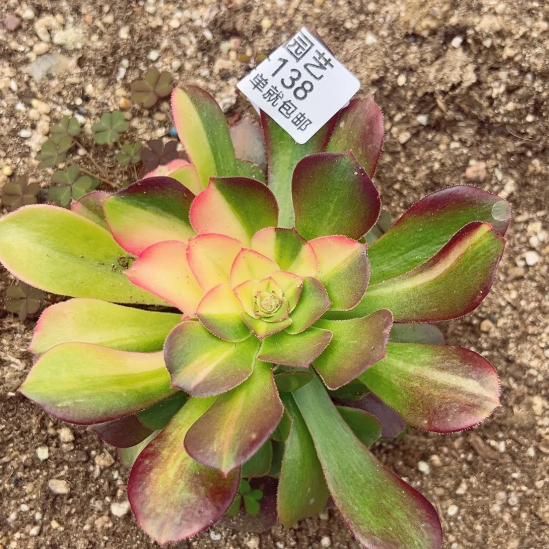 绍七彩多肉植物138