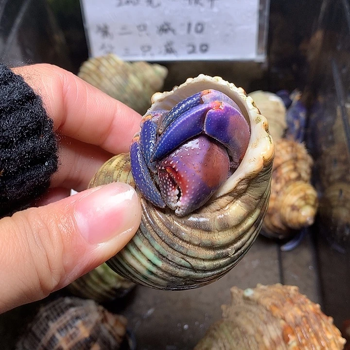 3.0口径奔跑的寄居蟹22号