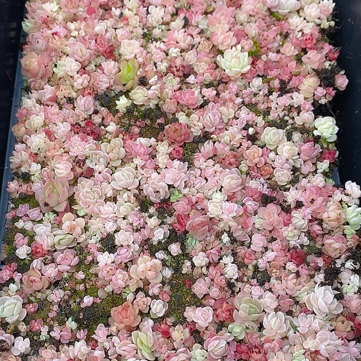 139 多肉植物盆栽花卉植物