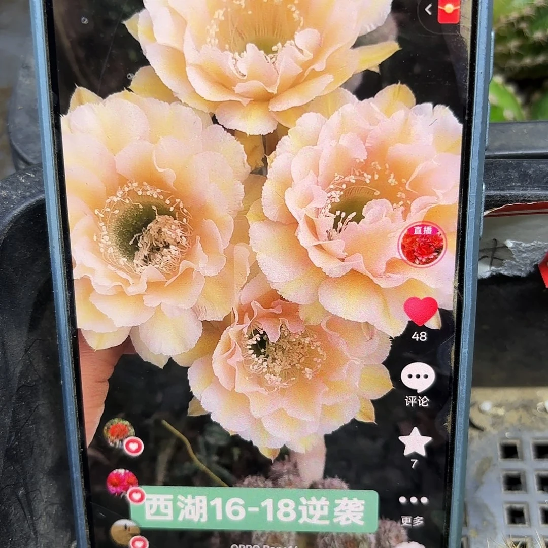 16-18无根侧牙四公分11