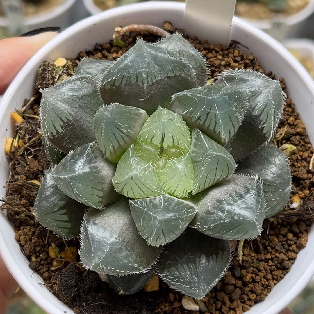 10巨大化努力比亚毛玉露福利专场