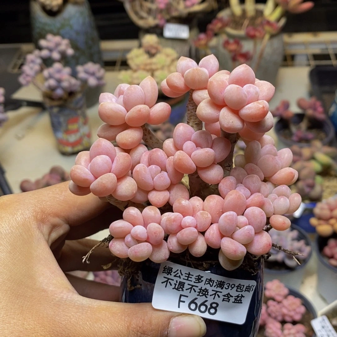 668鱼子酱多肉有断枝