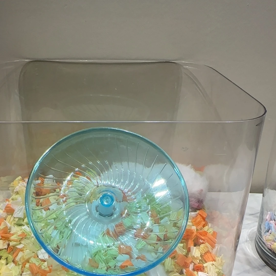 纯肉桂直毛dd包邮