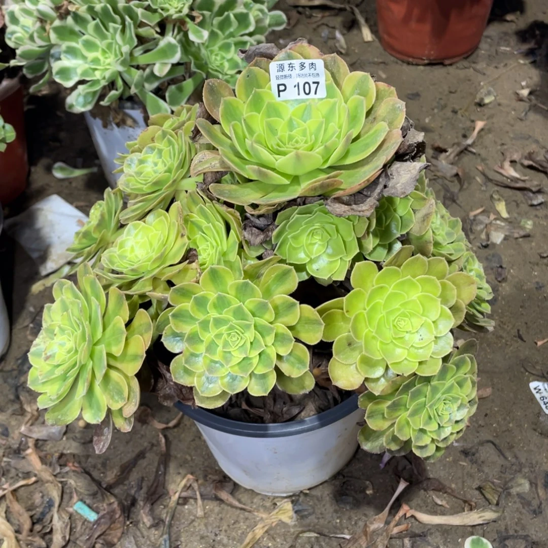 107雨荷多肉法师断枝不包