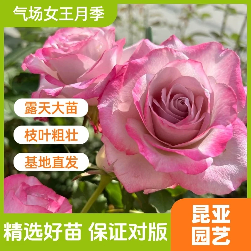 昆亚花园气场玫瑰月季花苗浓香大花勤花抗病四季开花直立灌木花卉