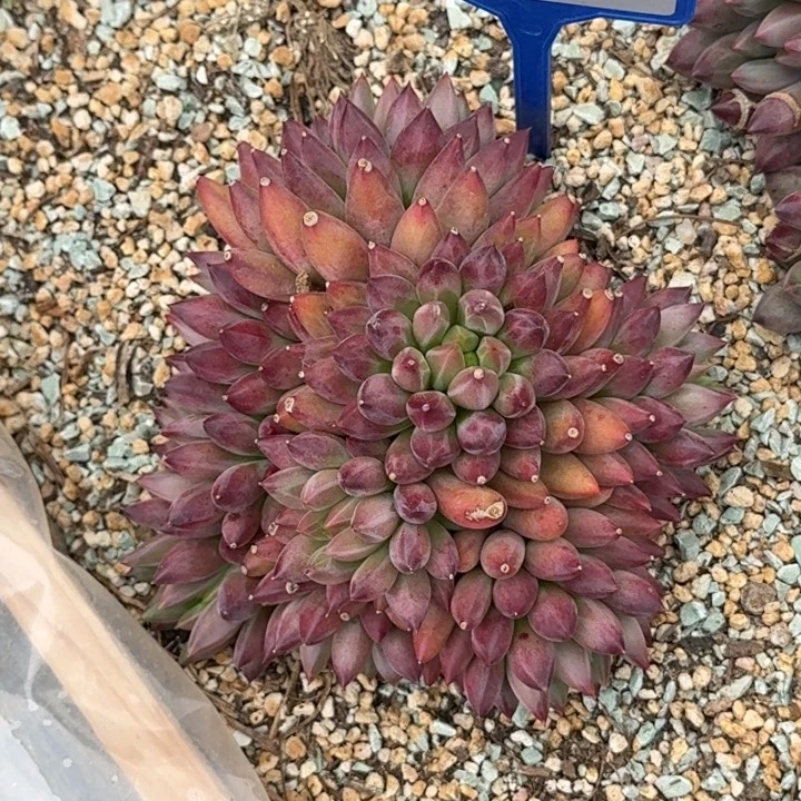 多肉植物虞美人147