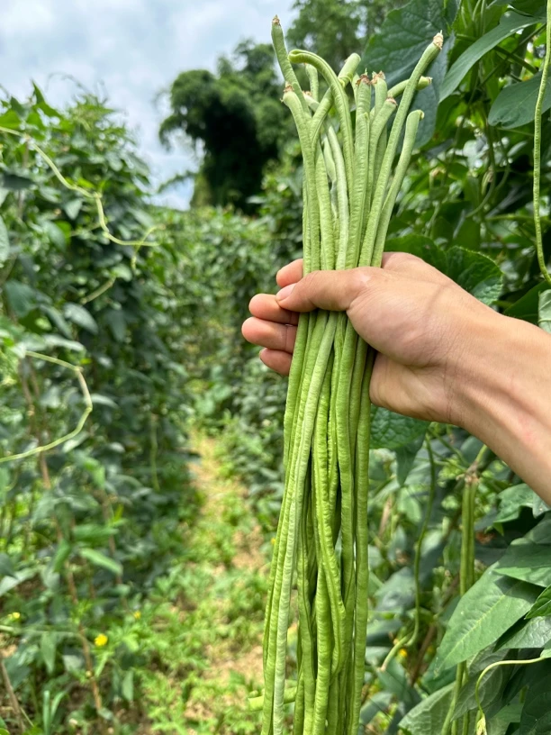 贵州高山生态长缸豆