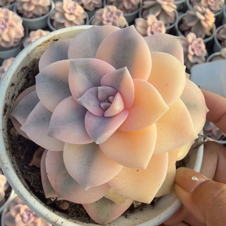 粉紫乐锦 半锦 不退锦