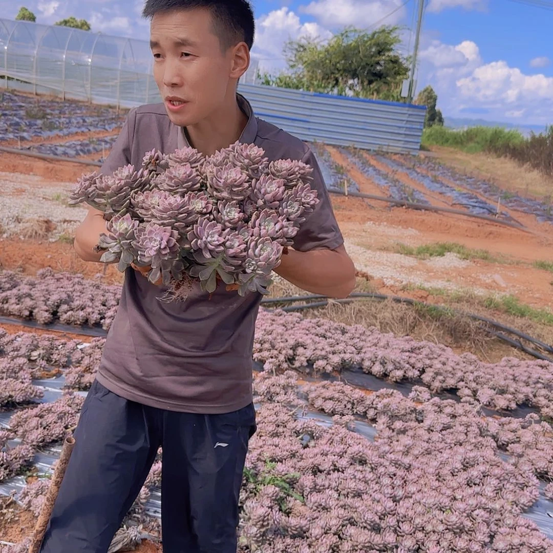 地栽小阿伦陪多肉