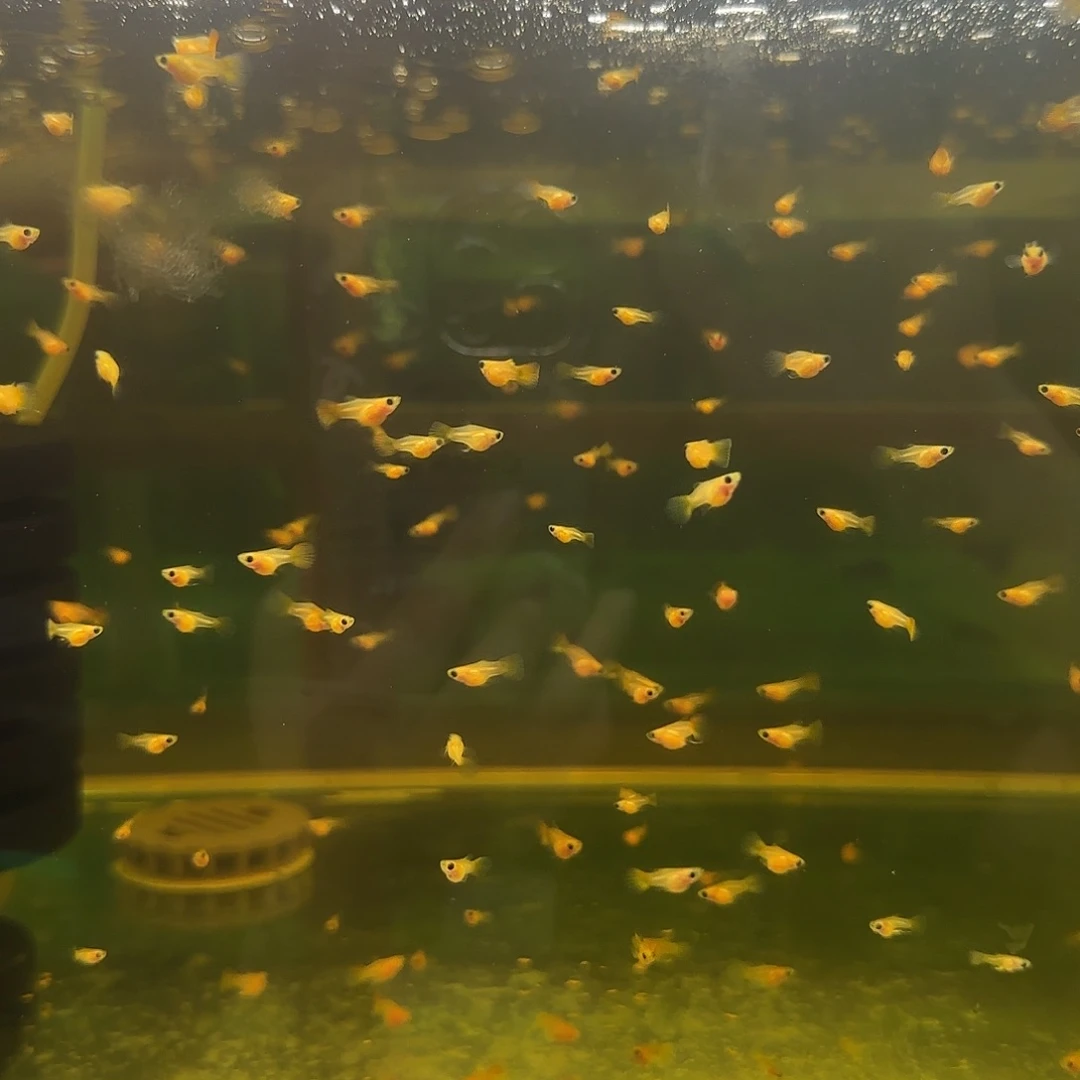 孔雀鱼福利琉璃玻璃猫小苗子15条随机