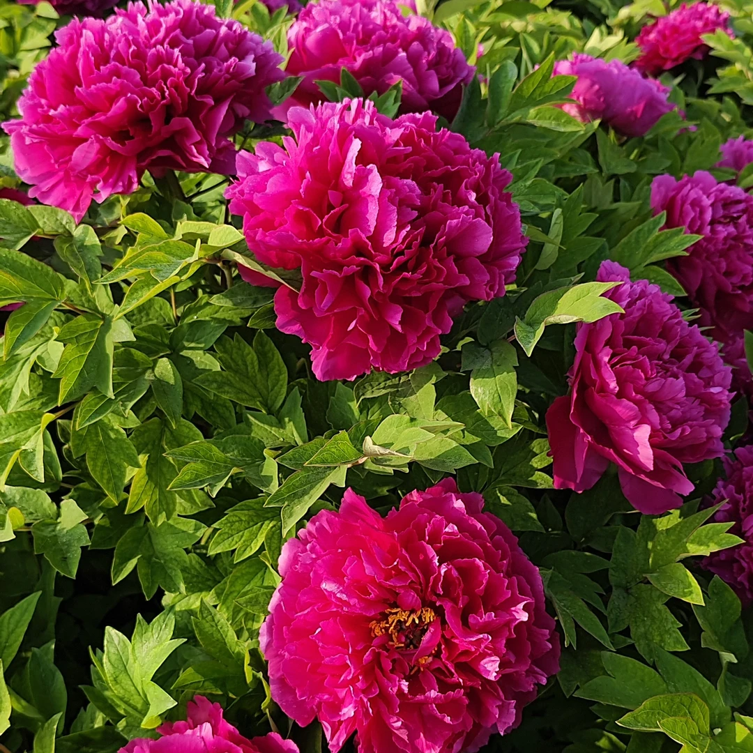 洛阳观赏牡丹，一物一拍专用链接，新疆西藏偏远地区不包邮牡丹花