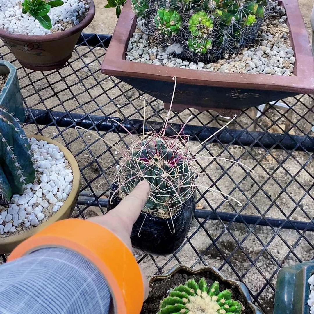 无花朵黎****待000000000000000000000