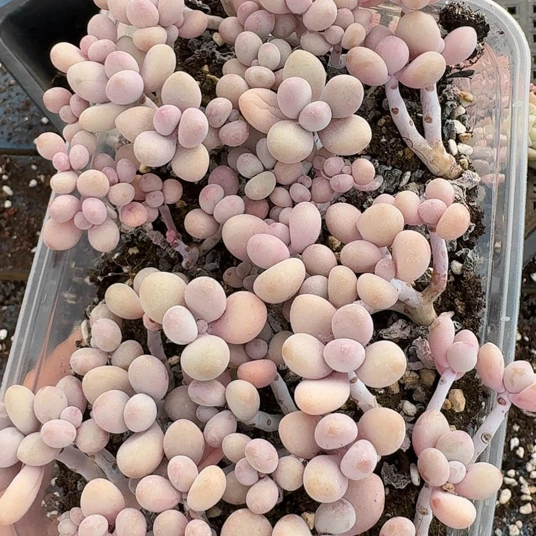 杂交新品珍妮多肉2127