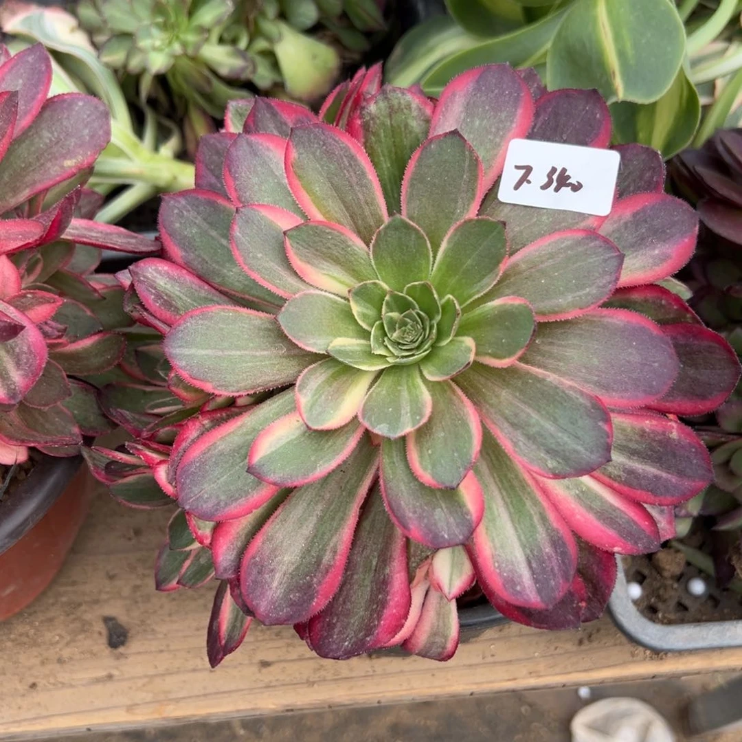 340黑魔锦多肉植物一