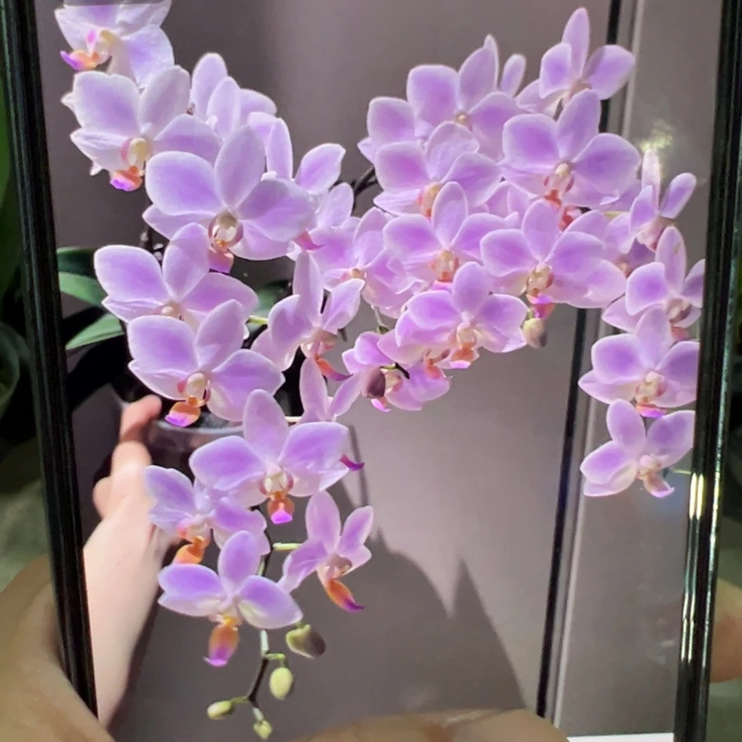 当前无花栽培后可以开花残雪大苗子