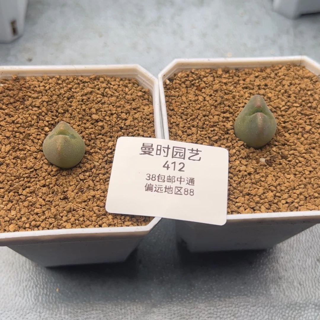 刘*瑞2.9福利多肉植物412