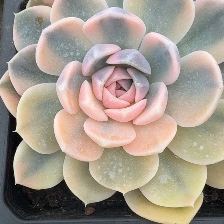 汉堡一物一拍好看