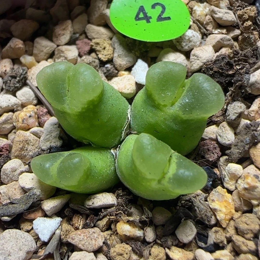 柴****专拍漂亮多肉植物42