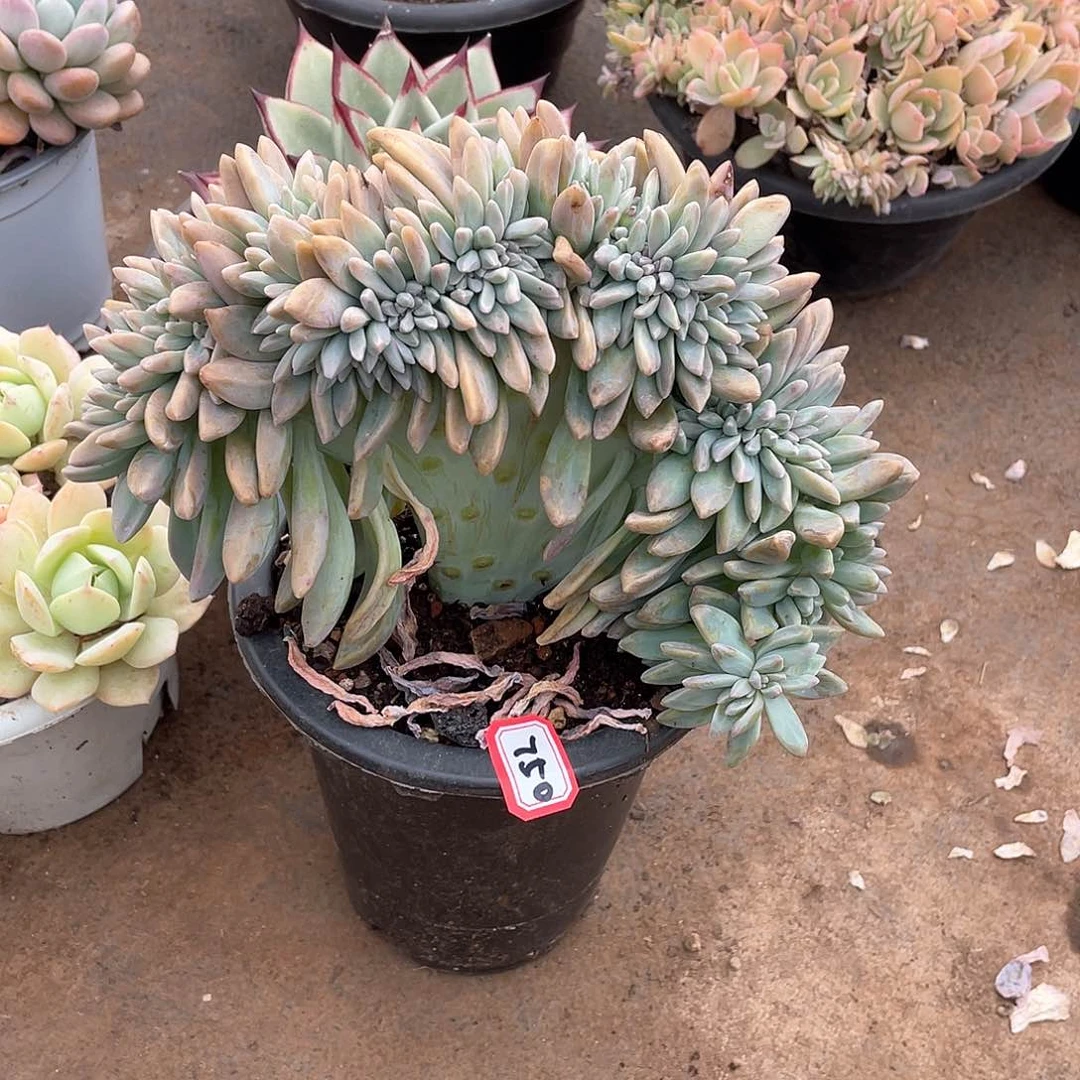 750淡雪缀一物一拍多肉