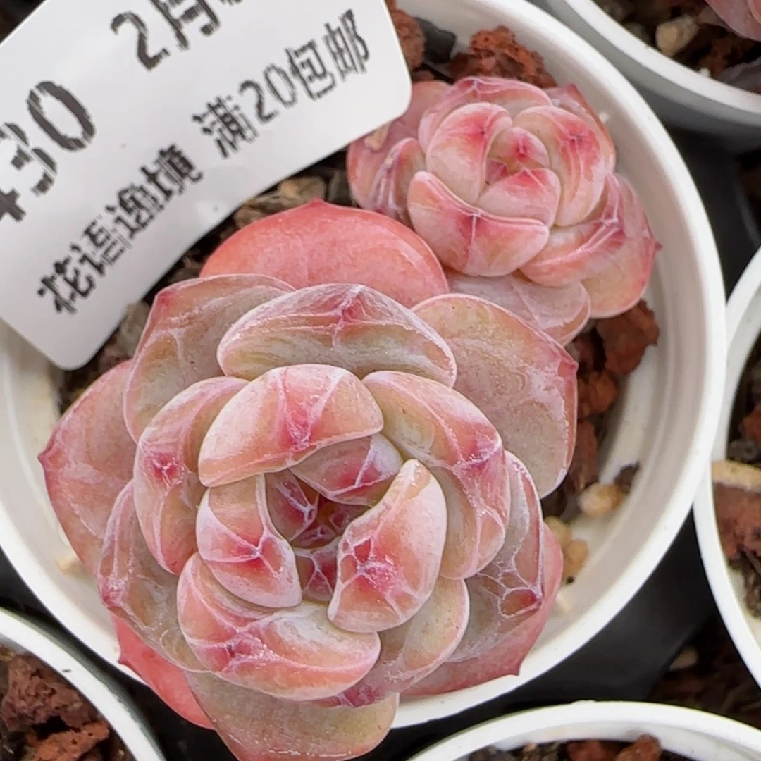 花语逸镜0204-430