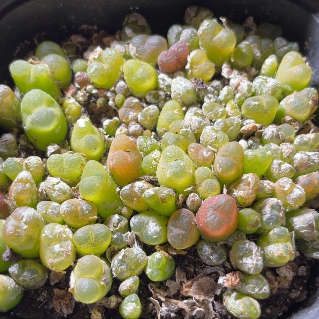 今晚大盆特价更新～39