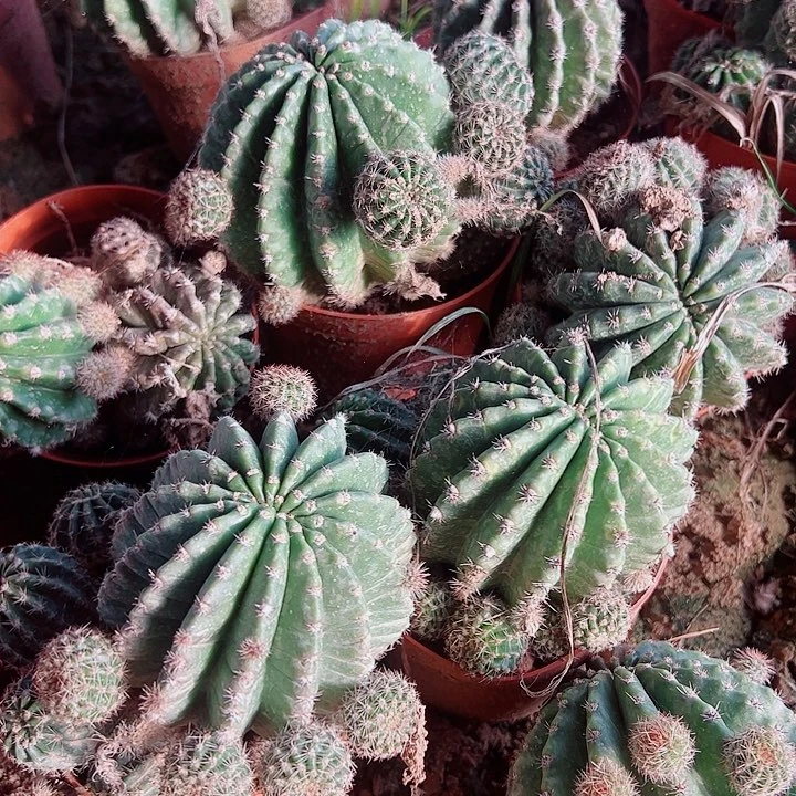 浓桃金带根  3颗 000000