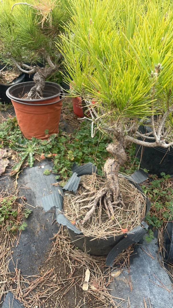 黑松盆景矮霸素材