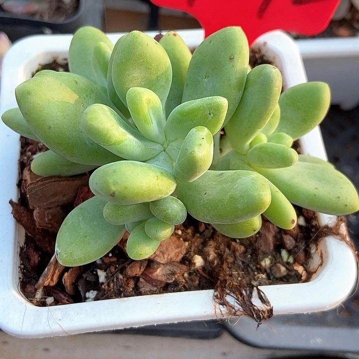 多肉植物芒果奶裙7292