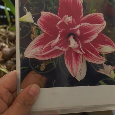 当前无花朵，栽培后可花朵烟火小球带盆发货
