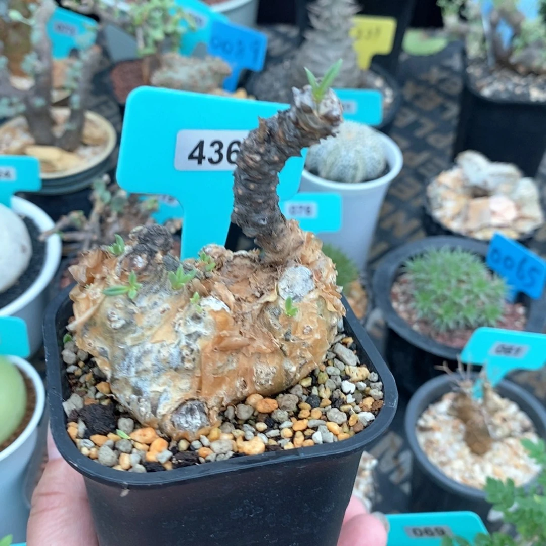 条纹奇峰锦属产地多肉植物