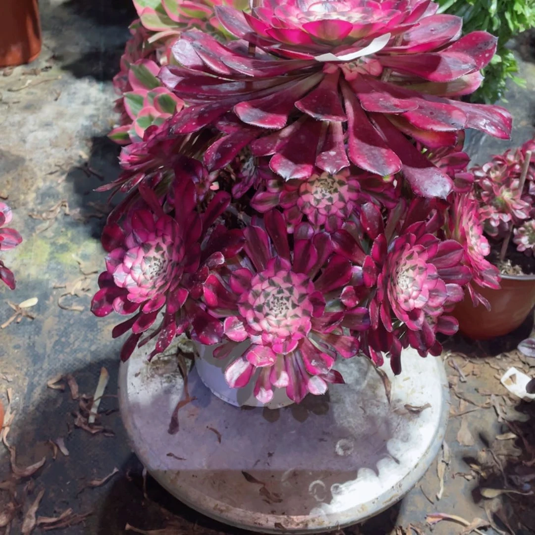 多肉植物红铜超白688