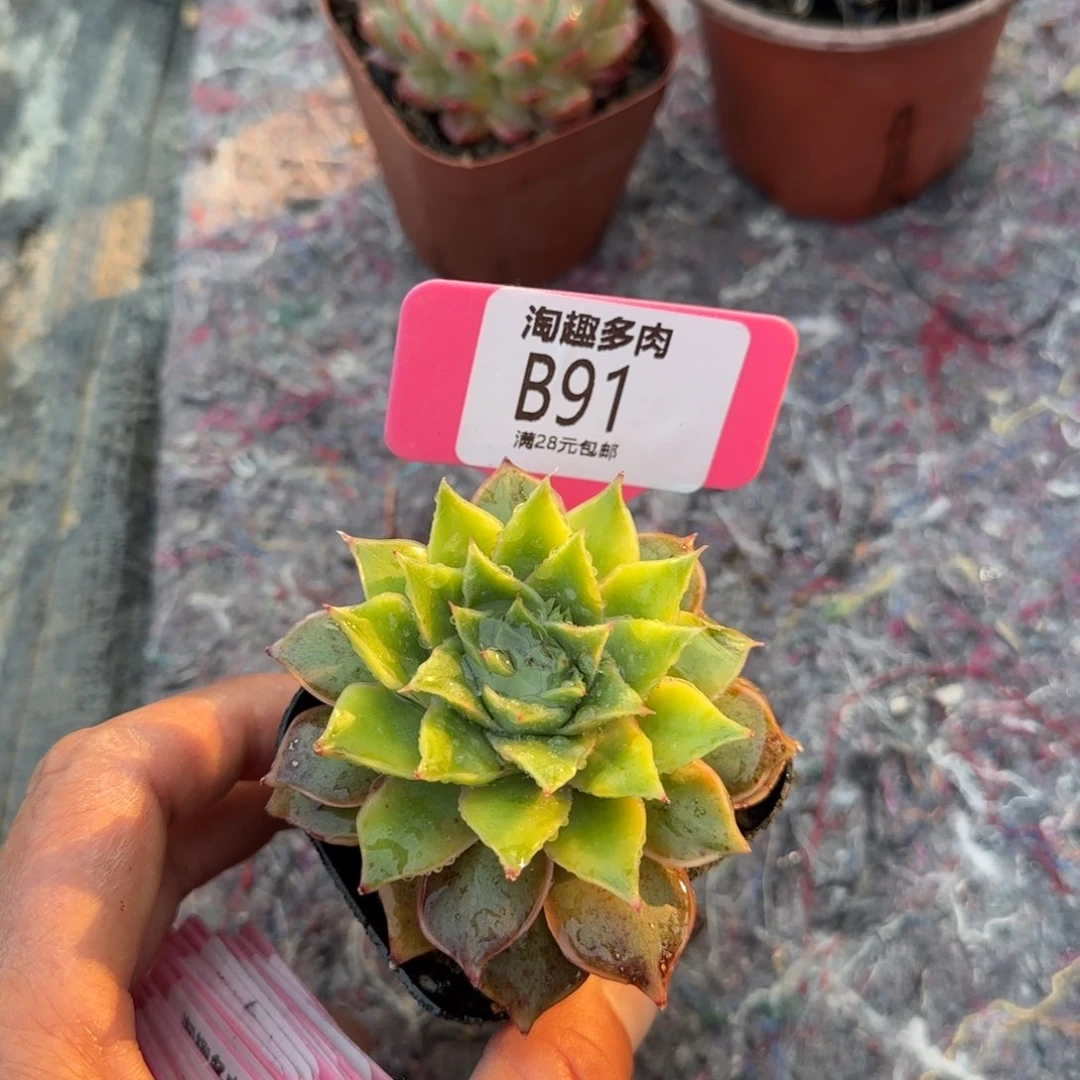 多肉植物绿宝石砸小合景