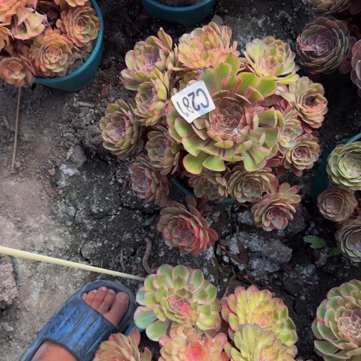 万七彩花25-28包邮花花