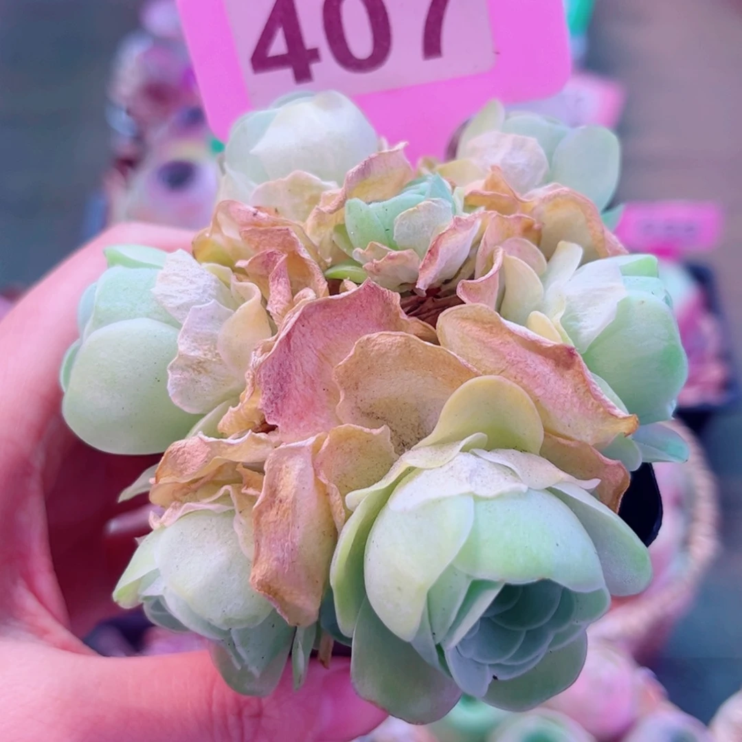 汤包小丸子一物一拍407