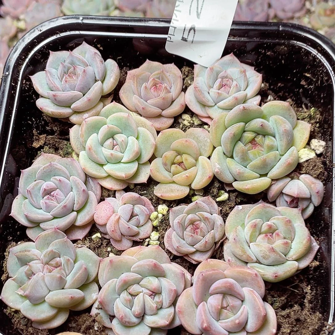多肉植物多肉植物521