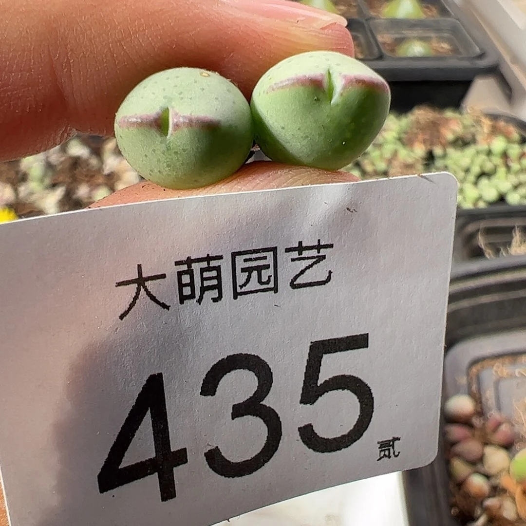一物一拍正版1414.71皮卡丘。 435