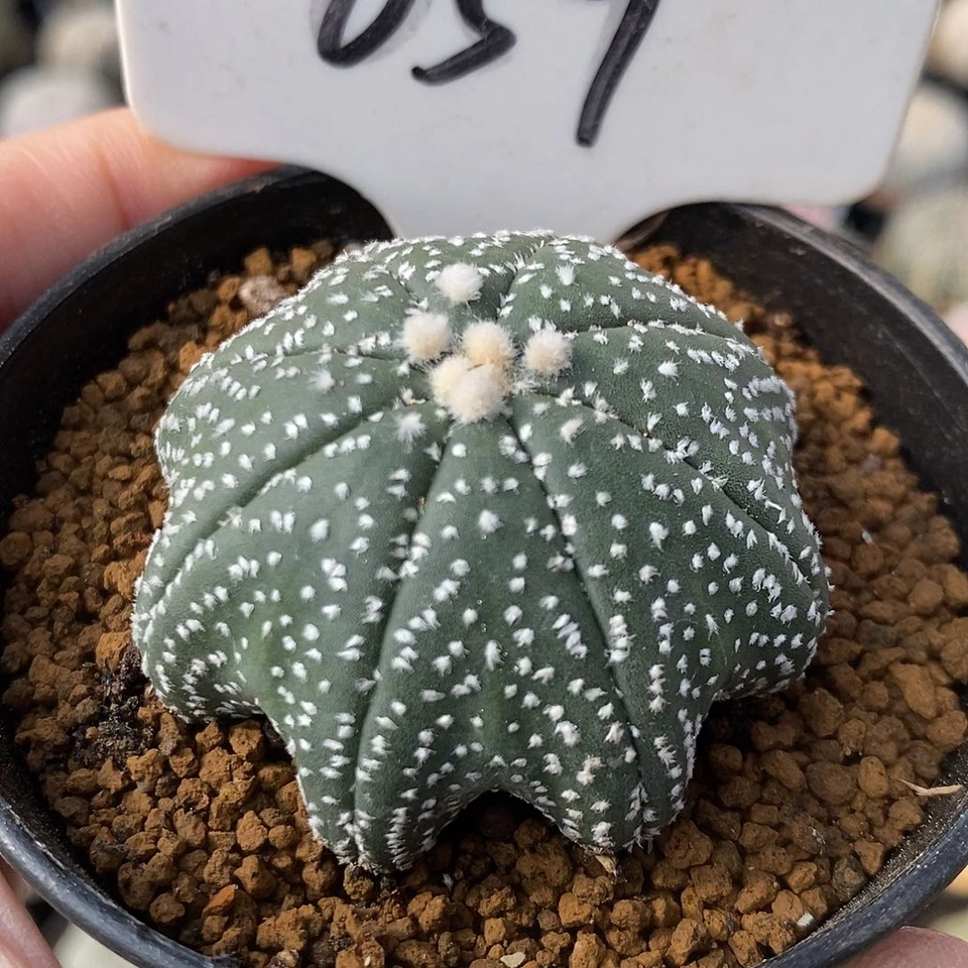 059八爪海星系列产品