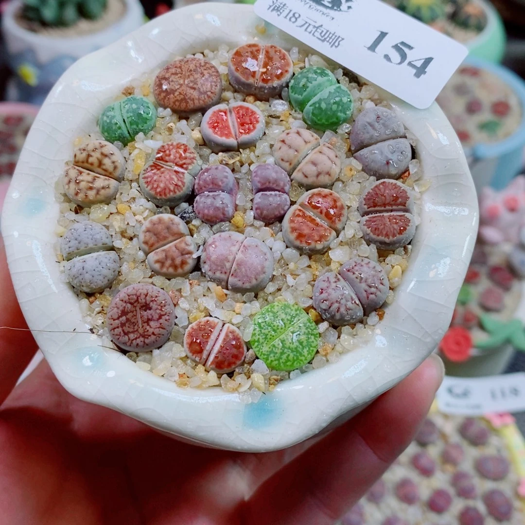 生石花花花花花花花154