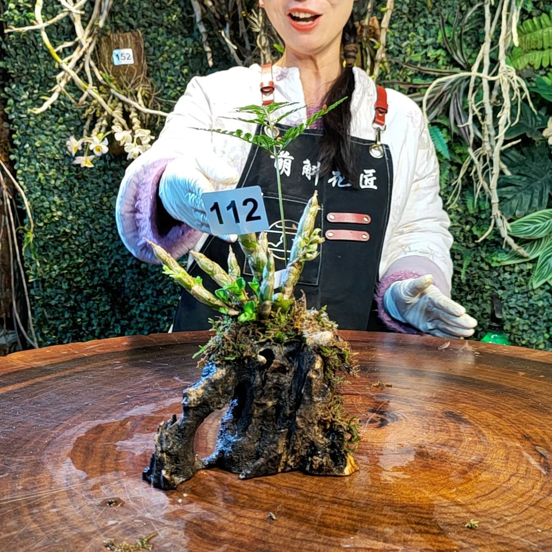 【闪购商品】112珍虫花