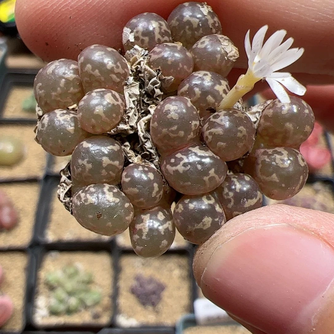 【闪购商品】18 勋章