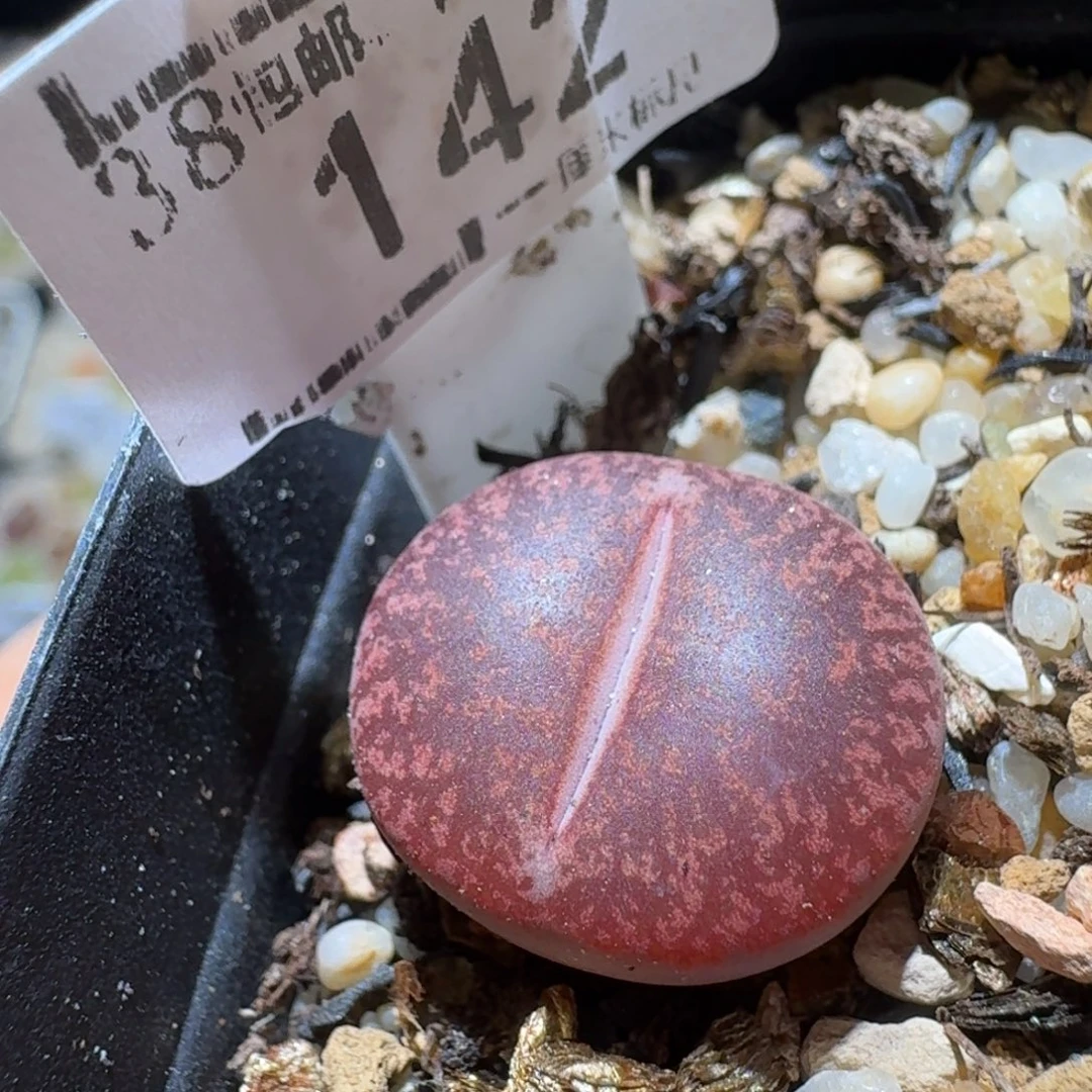 Sss清仓便宜出了142