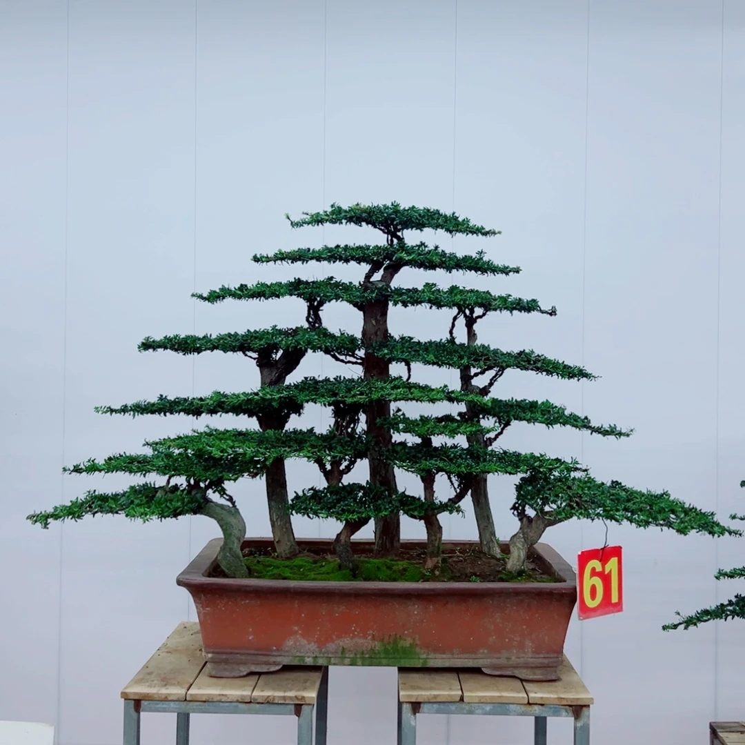 无花朵罗汉松盆景造型树形象设计作品