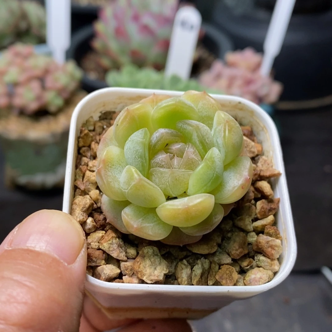 精品多肉一物一拍不包整24