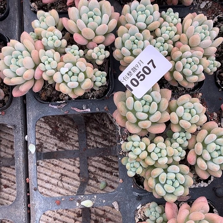 阿雅园艺。         507鱼子酱
