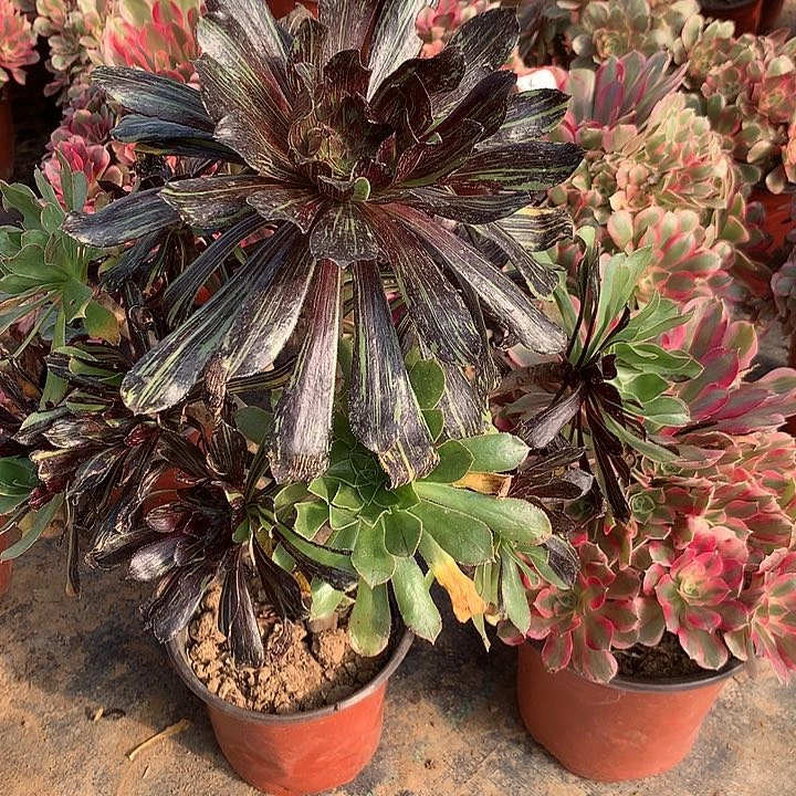 水墨丹青多肉植物25