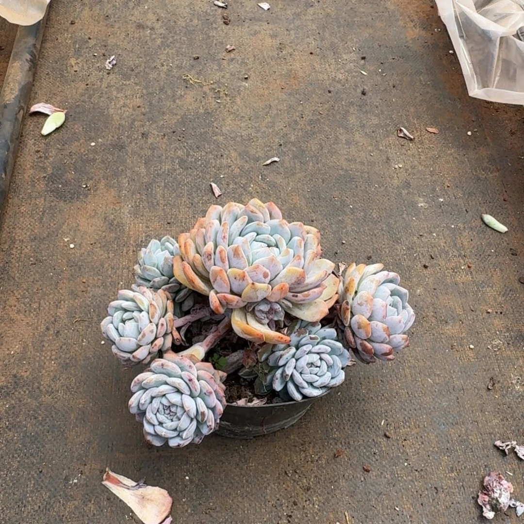 喝***猫5号棚飘枝橙梦路多肉植物