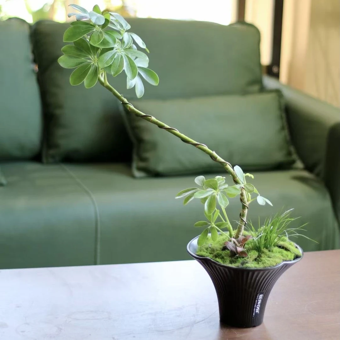 中秋节造型鸭脚木盆栽桌面艺术