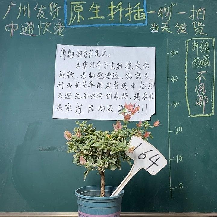 完全开放少女心164