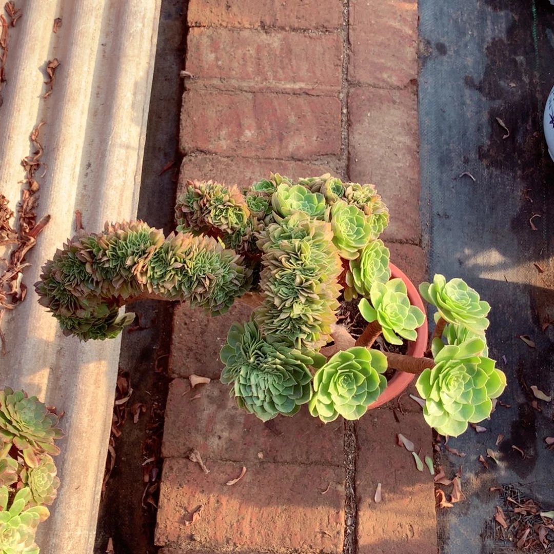 万圣节缀，多肉植物