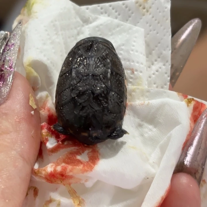 不分公母蛋龟瑕疵小种